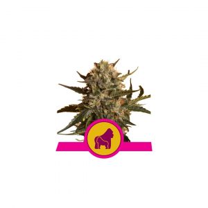 Mother Gorilla x3 - Royal Queen Seeds