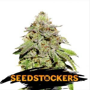 Cookies and Cream Auto x3 - Seed Stockers