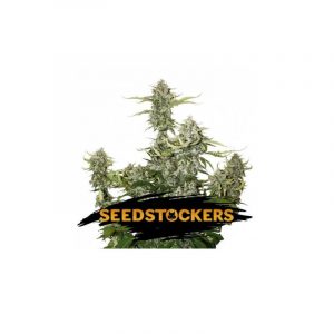 Candy Dawg Auto x3 - Seed Stockers