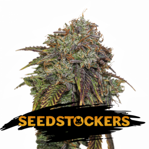 Gelato 41 x3 Fem - Seed Stockers