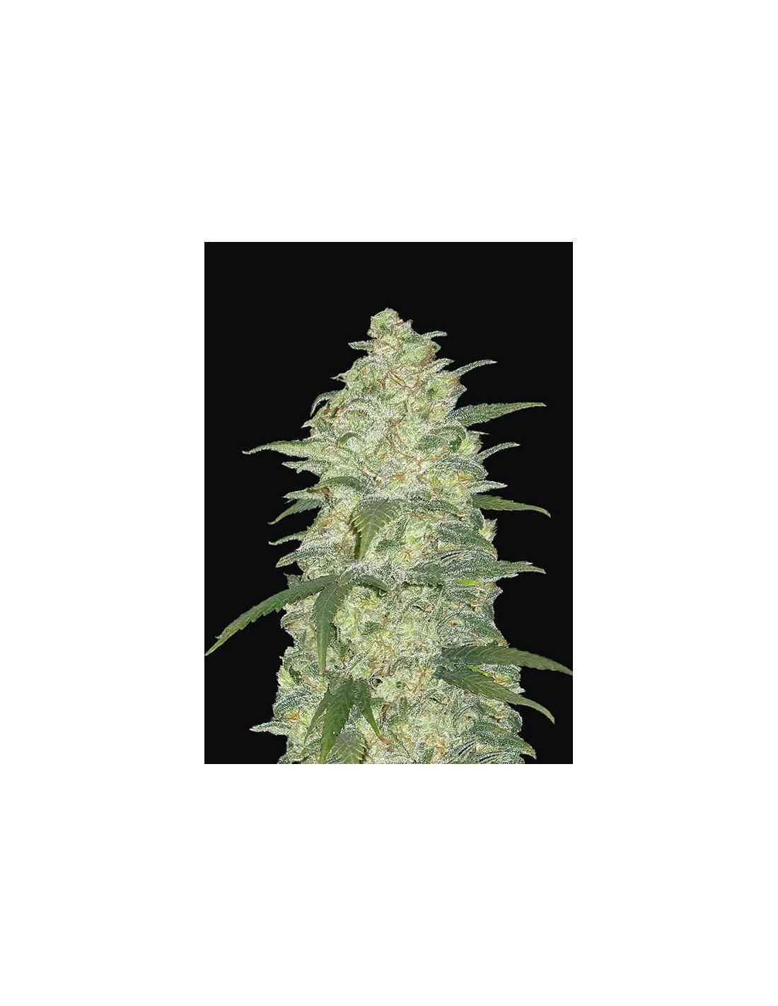 Original White Widows auto x1 - Fast Buds