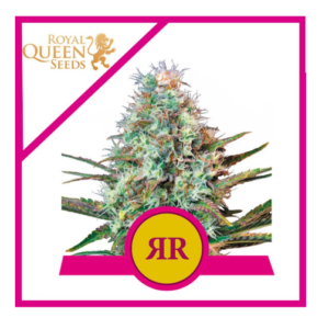 Royal Runtz x3 - Royal Queen