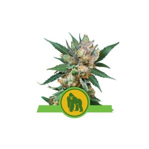Auto Royal Gorilla X10 - Royal Queen Seeds