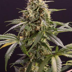 Chem Bomb Auto x3 - Humboldt Seeds