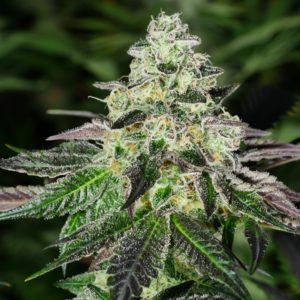 Peanut Butter Breath FV x3 - Humboldt Seeds