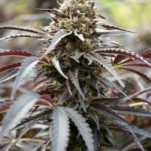 White Runtz FV x3 - Humboldt Seeds