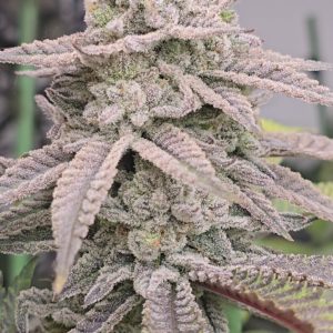 Limón Maracuyá Bx1 x4 - Awka Semillas