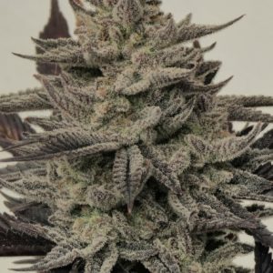 Maracuyá R3 FEM x4 - Awka Semillas