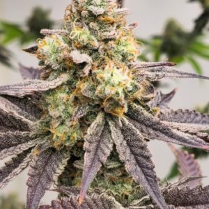 Sour Diesel x Maracuyá BX1 FEM x4 - Awka Semillas