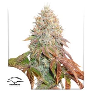 Banana Blaze Auto x7 - Dutch Passion
