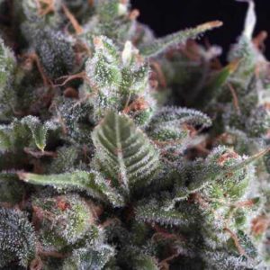 Olympia Fem x3+1 - Pyramid Seeds